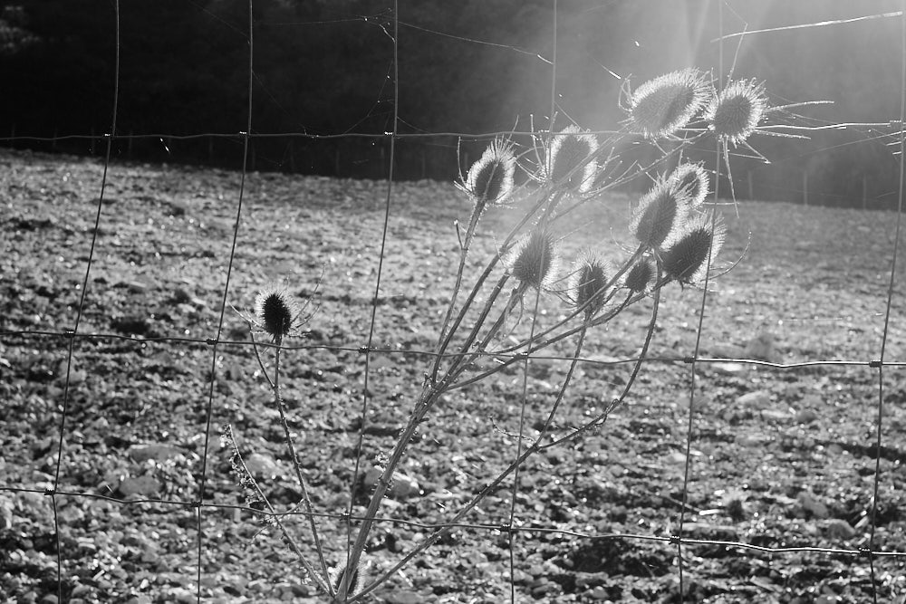 Sicily, Casa Nostra: stories from Corleone, Landscapes #09